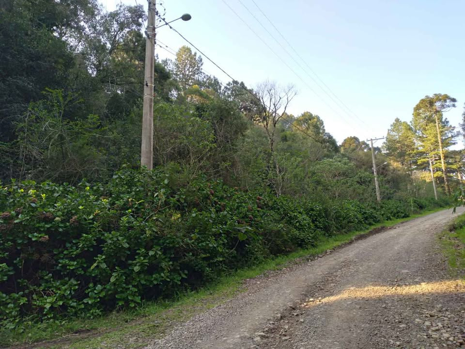 Chacrinha em São Francisco de Paula